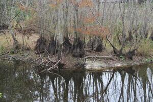 paisaje alrededor un pequeño pantano en tampa Florida con fauna silvestre foto