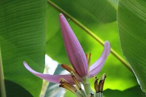 Banana Fruit Tree Blooming In The Summer. photo