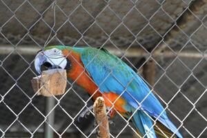 hermosa loro sentado en un jaula a un zoo foto