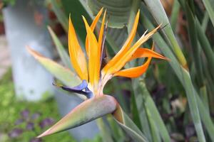 pájaro de paraíso planta en lleno floración foto