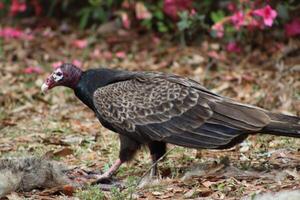 Red Headed Vulture Feeding On RoadKill. photo