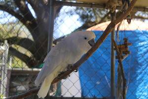 simpático blanco cacatúa pájaro en un jaula a un caricias zoo foto