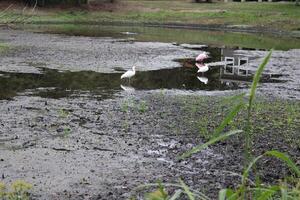 paisaje alrededor un pequeño pantano en tampa Florida con fauna silvestre foto