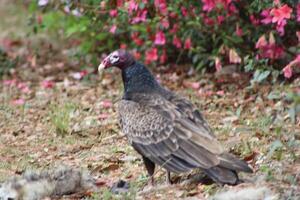 Red Headed Vulture Feeding On RoadKill. photo