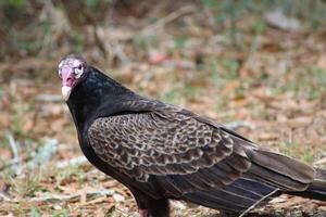 Red Headed Vulture Feeding On RoadKill. photo