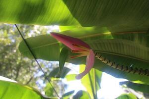 Banana Fruit Tree Blooming In The Summer. photo