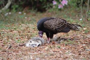 Red Headed Vulture Feeding On RoadKill. photo