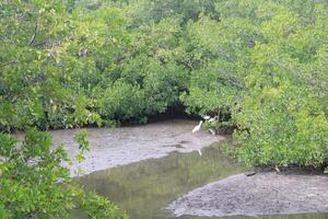 Landscape around Philippe Park In Safety Harbor Florida photo