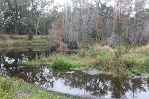 Landscape Around A Small Swamp In Tampa Florida With Wildlife photo