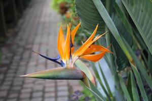 pájaro de paraíso planta en lleno floración foto