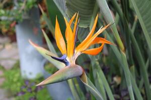 pájaro de paraíso planta en lleno floración foto