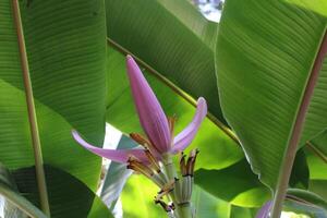 Banana Fruit Tree Blooming In The Summer. photo