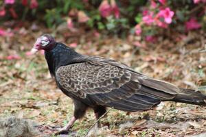 Red Headed Vulture Feeding On RoadKill. photo