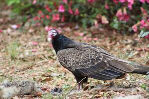 Red Headed Vulture Feeding On RoadKill. photo