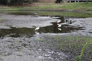 Landscape Around A Small Swamp In Tampa Florida With Wildlife photo