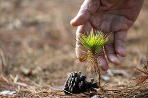 Young seedling close up shot of pine cone from conifer tree with human hand for new growth and hope for natural forest rewilding, reforestation and environmental conservation concept photo