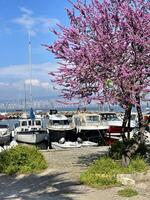 19 de abril 2023 - Estanbul, Turquía - Cereza flores en contra el fondo de amarrado yates, bósforo y Estanbul foto