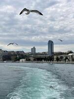 Gaviota volador terminado el bósforo con Estanbul en el fondo, Turquía foto