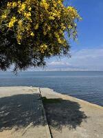 amarillo floración árbol en contra el antecedentes de el bósforo y Estanbul foto