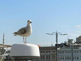 Seagull sitting on a boat in the port of Istanbul photo