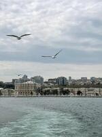 17 of April 2023 - Istanbul, Turkey - Seagull flying near Dolmabahce Palace, view from the sea photo