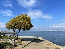 amarillo floración árbol en contra el antecedentes de el bósforo y Estanbul foto