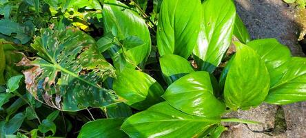 image of tropical banana leaf and other plants amid nature on the beach photo