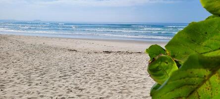 image of beach with white sand and calm sea on sunny day with bathers and surfers on the beach photo