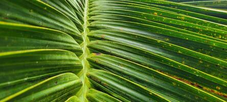 tropical palm trees on a sunny day on the beach on the coast of Brazil amid photo