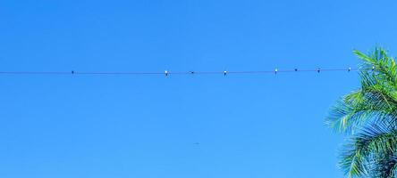 aves colgando desde eléctrico alambres en un soleado día y azul cielo foto