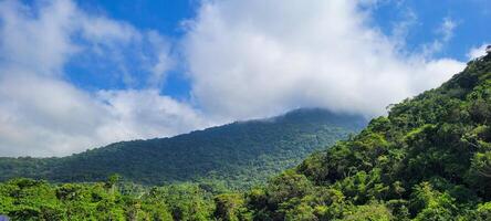 forest shrouded in fog on a mountain in ubatuba, north coast of brazil photo