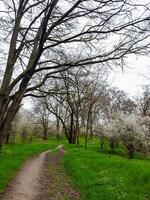 A Serene Dirt Path Surrounded by Lush Green Trees. A dirt path in a grassy area with trees photo