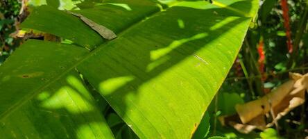 image of tropical banana leaf and other plants amid nature on the beach photo