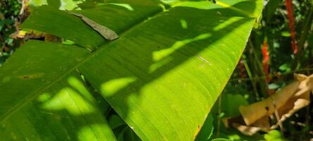 imagen de tropical plátano hoja y otro plantas en medio de naturaleza en el playa foto