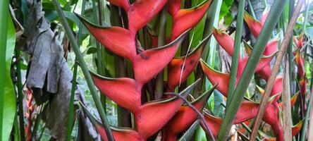 vistoso flores en tropical jardín en medio de verde foto