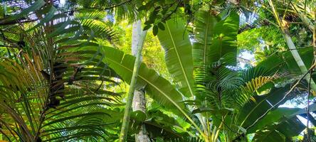 tropical palm trees on a sunny day on the beach on the coast of Brazil amid photo