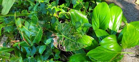 imagen de tropical plátano hoja y otro plantas en medio de naturaleza en el playa foto