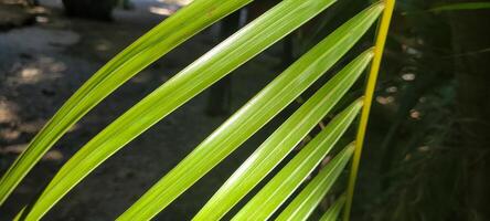 tropical palm trees on a sunny day on the beach on the coast of Brazil amid photo