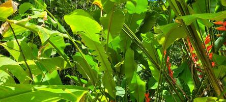 image of tropical banana leaf and other plants amid nature on the beach photo