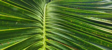 tropical palm trees on a sunny day on the beach on the coast of Brazil amid photo