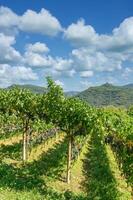 Vineyard at Lake Caldaro or Kalterer See in South Tirol close to Merano,Trentino,Italy photo