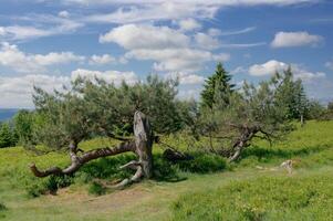 montaña pino resp.pinus mugo,kahler Asten Montaña,sauerland,alemania foto