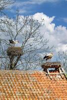 famous Village of Storks Zywkowo,Warmia Masuria Voivodeship,Poland photo