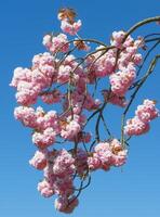 Fruta árbol en Bloom,solingen-unterrueden,bergisches tierra,alemania foto