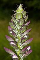 Spiny Bears Breeches resp.Acanthus spinosus, Rhineland,Germany photo