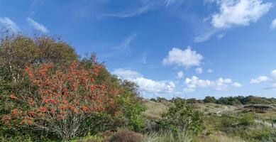 Nordic Walking Trail in the Dunes of Sankt Peter-Ording,North Frisia,North Sea,Eiderstedt Peninsula,Germany photo