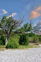 Flintstone Field close to Mukran on Ruegen,Baltic Sea,Mecklenburg-Vorpommern,Germany photo