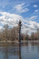 icy Flood at Rhine River Floodplain,Urdenbacher Kaempe Nature Reserve,Duesseldorf,Germany photo