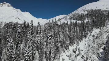 aérien. couvert de neige flanc de montagne avec sapin des arbres et traces de des skis video