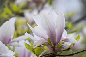 a close up of a white and pink flower photo